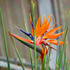 'Bird-Of-Paradise' -- Birmingham (AL) Botanical Gardens February 2019