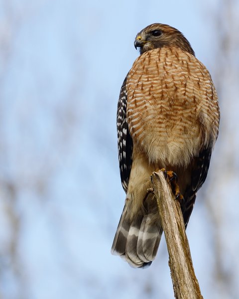 Red-shouldered Hawk