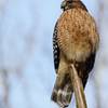 Red-shouldered Hawk