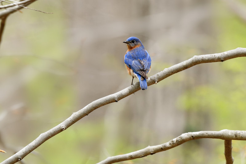 Eastern Bluebird