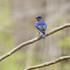 Eastern Bluebird