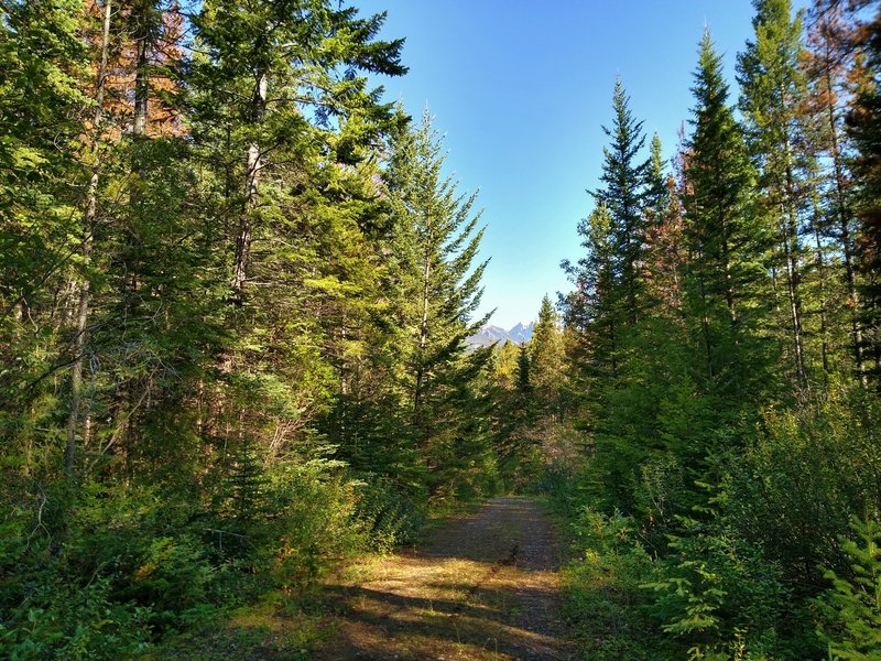 Heading out on the Celestine Lake Trail, a trail primarily through beautiful mixed fir forest, on a sunny August morning.