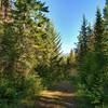 Heading out on the Celestine Lake Trail, a trail primarily through beautiful mixed fir forest, on a sunny August morning.