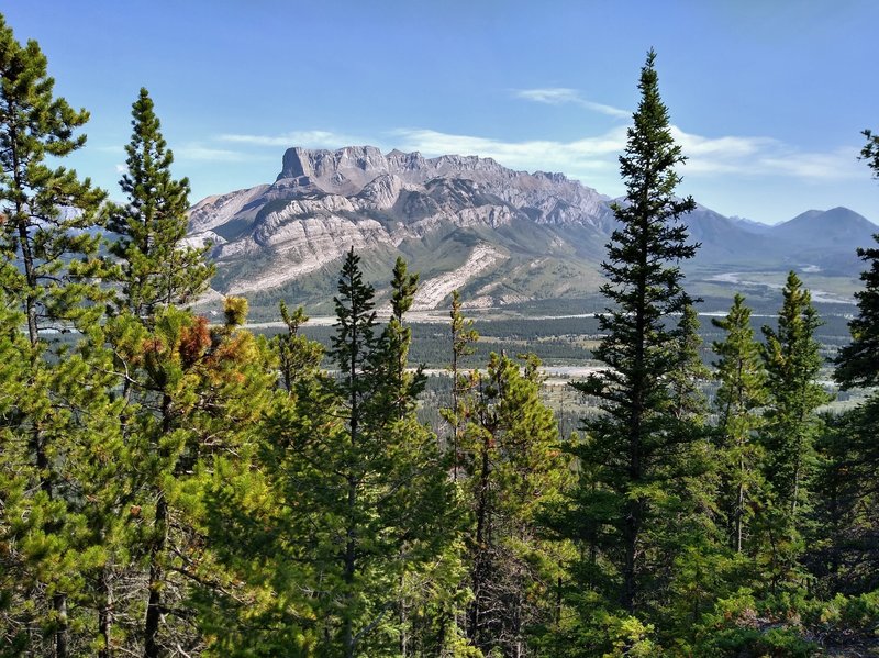 Roche Miette is seen through the trees, to the east, from Devona Lookout.