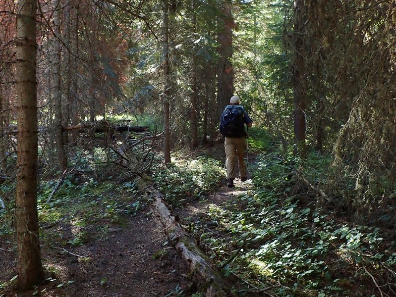 The Thorp Creek Trail just after crossing Hurricane Creek