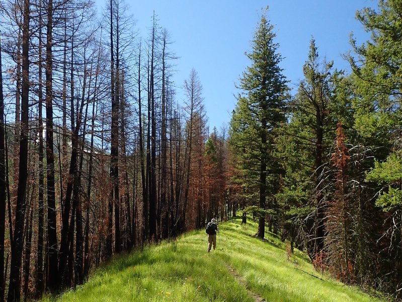 The trail's gradient eases some.