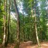 Lovely flat section of the trail among trees