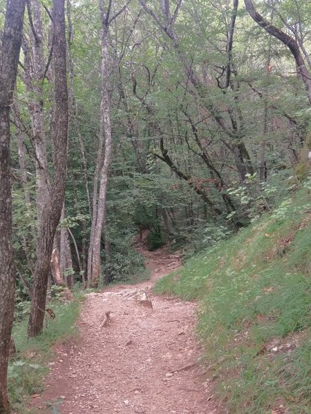 Pleasant rolling terrain with ample shade