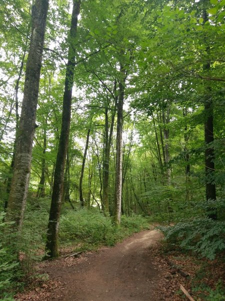 Enjoying the leafy, shady quiet