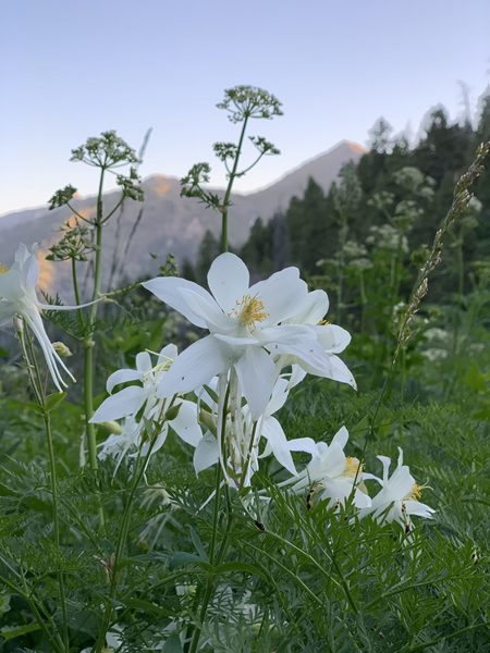 Time the flowers right during the year and you won't regret it!