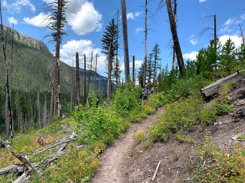 Trail 83 along Spotted Bear Creek