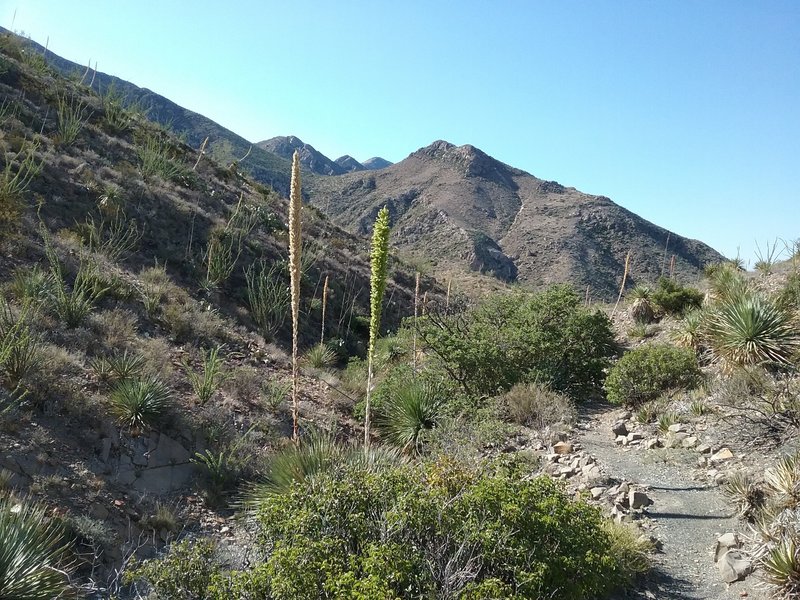 View of  Franklin Mountains from the trail