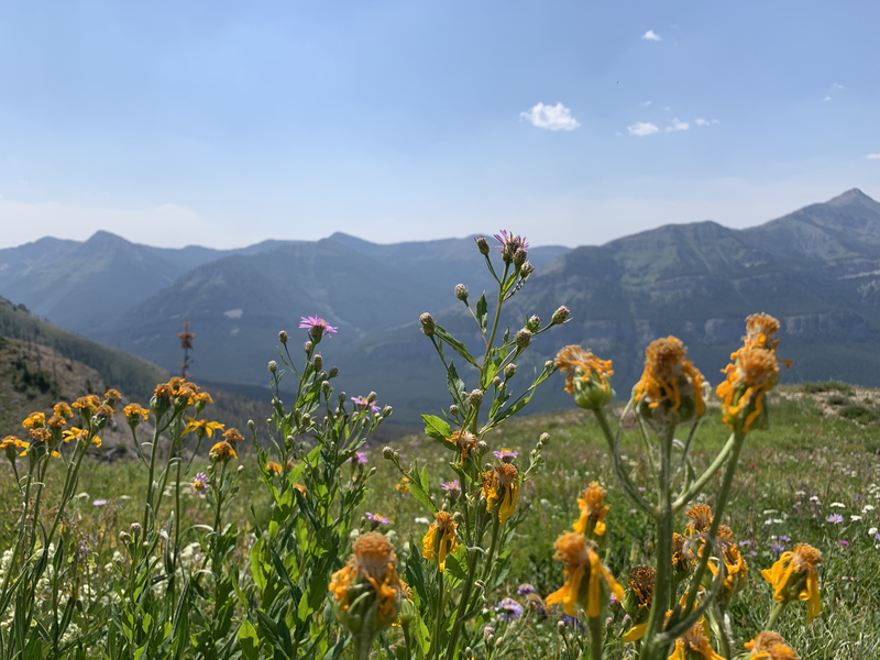 Trail 686 Meadows wildflowers