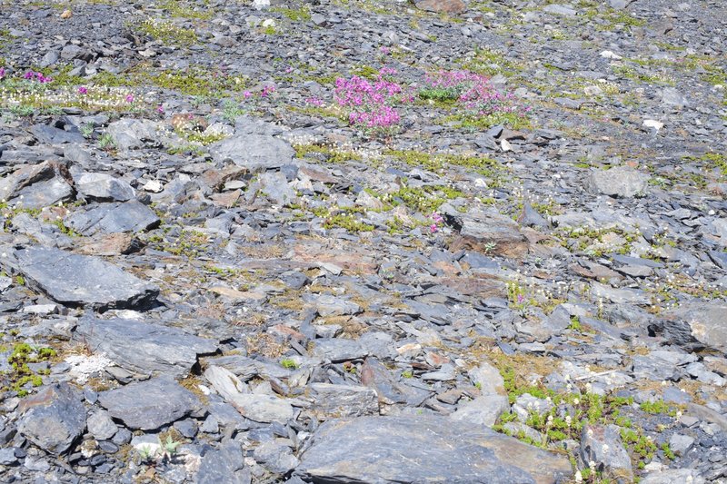 Flowers bloom along the trail in August. The area is transforming after being covered by glaciers for centuries.