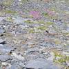 Flowers bloom along the trail in August. The area is transforming after being covered by glaciers for centuries.