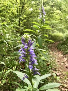 Multiple types of wildflowers can be seen on the forest floor during spring and summer.