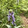 Multiple types of wildflowers can be seen on the forest floor during spring and summer.