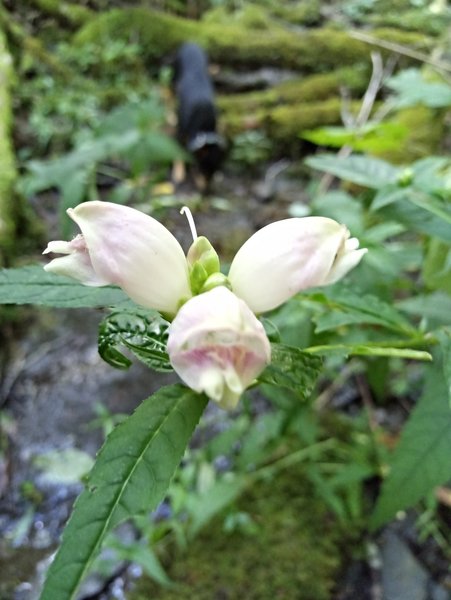 Flowers on trail