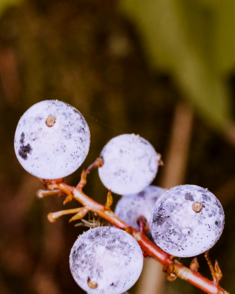 The Oregon Grape is common along these trails (and it's not an actual grape)