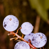 The Oregon Grape is common along these trails (and it's not an actual grape)