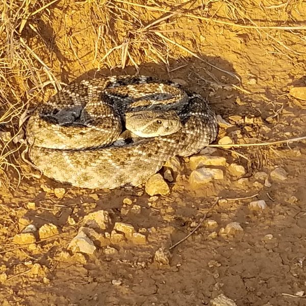 Namesake of the Rattlesnake Canyon Trail: crotalus atrox.