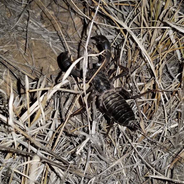 Vinegaroon (whip scorpion) outside my tent.