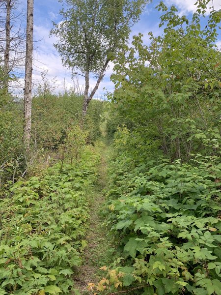 View of part of the trail