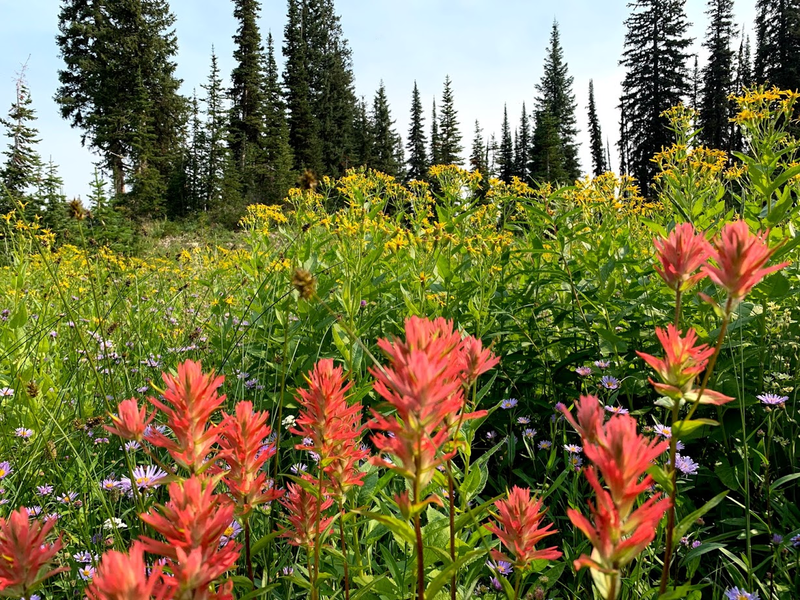 Trail 241 to Dean Lake wildflowers