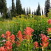 Trail 241 to Dean Lake wildflowers