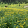 Trail 241 to Dean lake more wildflowers