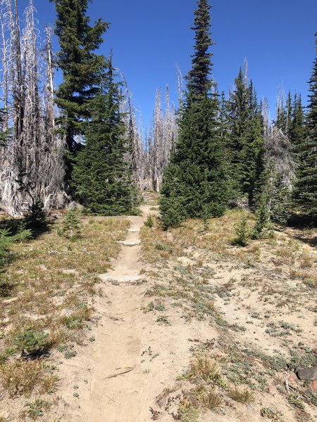 Along the route Shorthorn Trail