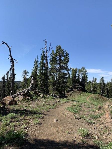 The first couple miles into the run are mostly downhill.