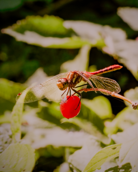 A dragonfly held still just long enough for a photo.