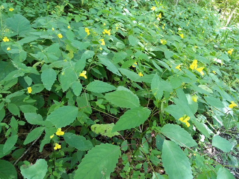 Wildflowers everywhere.