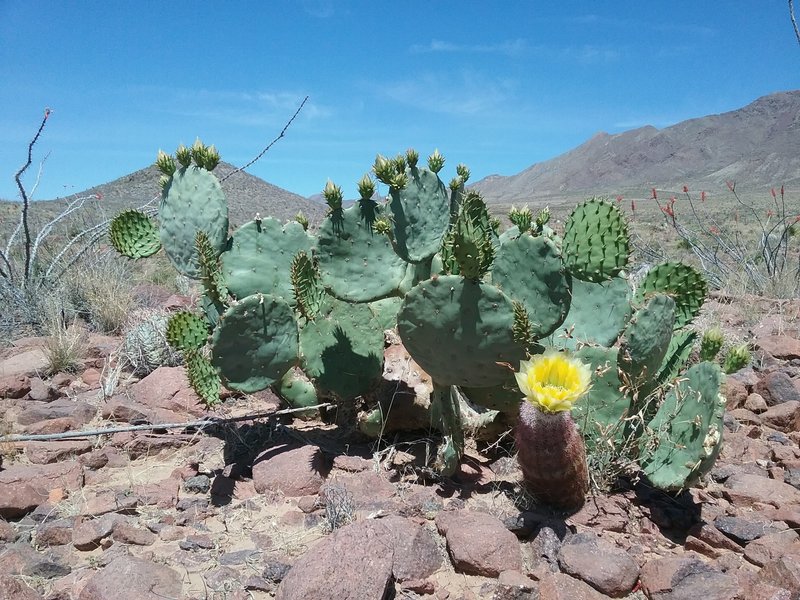 Opuntia in bloom.