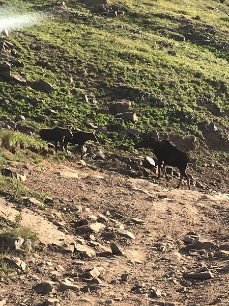 Moose guarding the trail.