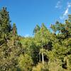 Looking toward Bergen Peak.