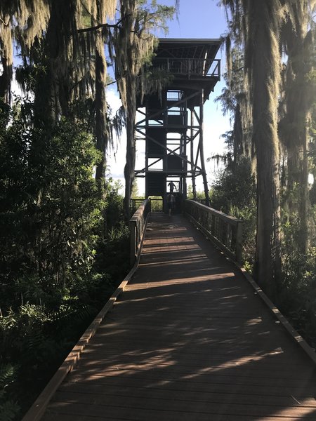 At the end of the trail is a stair climb to overlook the swamp.