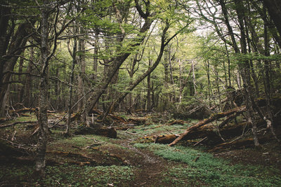 Trail Weaving Through the Forest