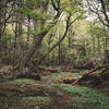 Trail Weaving Through the Forest