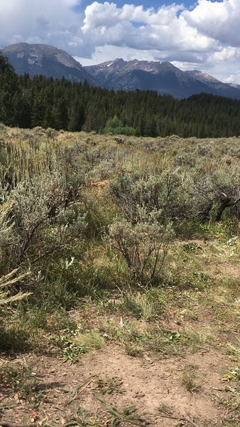 Top of the meadow looking northwest!