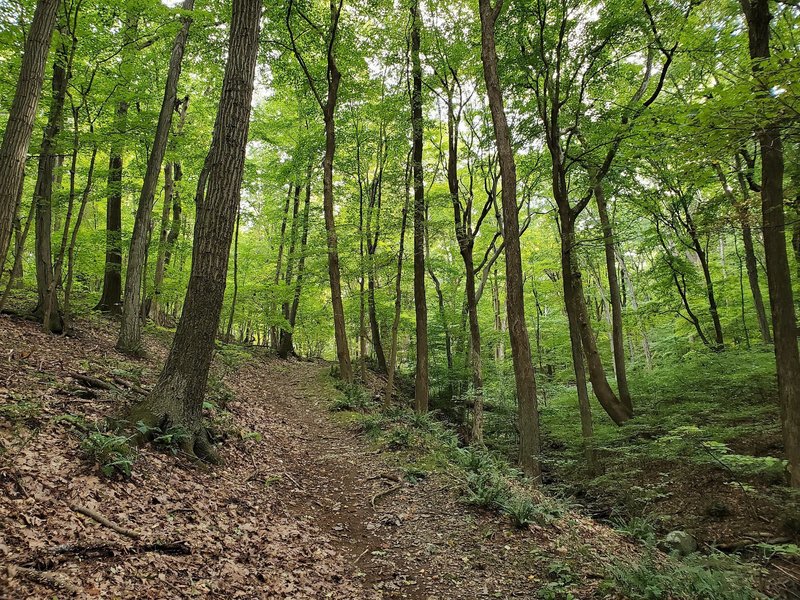 One of the steeper sections of the trail.