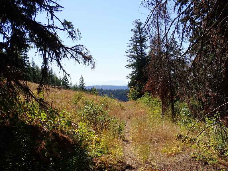 Trail opening up to meadow.