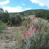 Indian paintbrush in bloom.