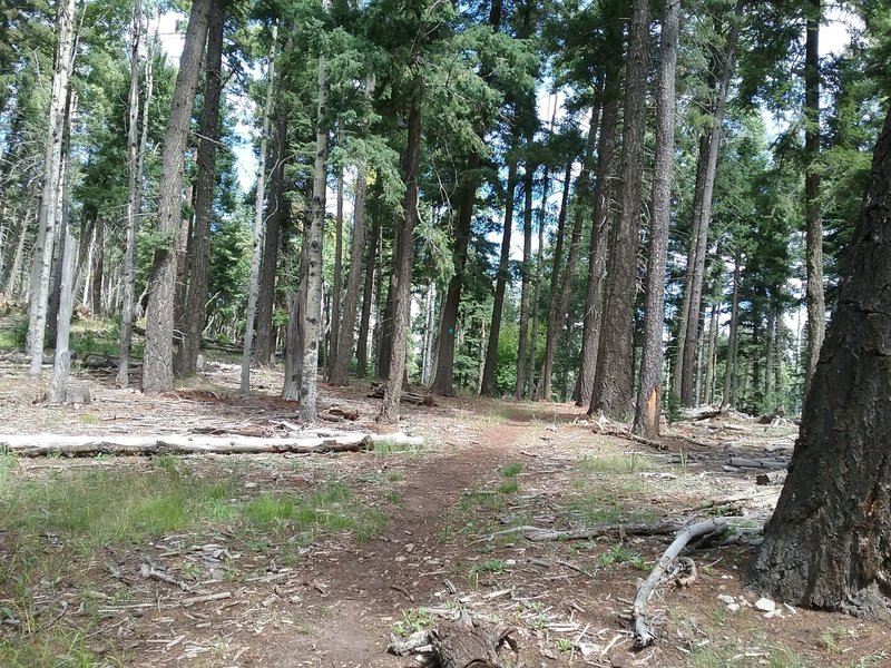 Beginning of trail.