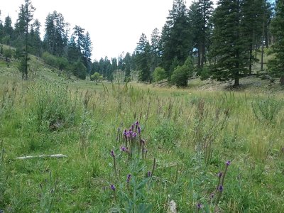 Looking south on the trail.
