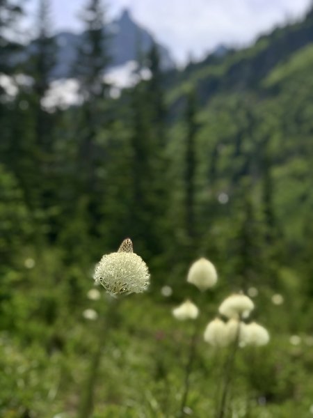 Portrait of a flower on the Snow and Bench Lake Trail.