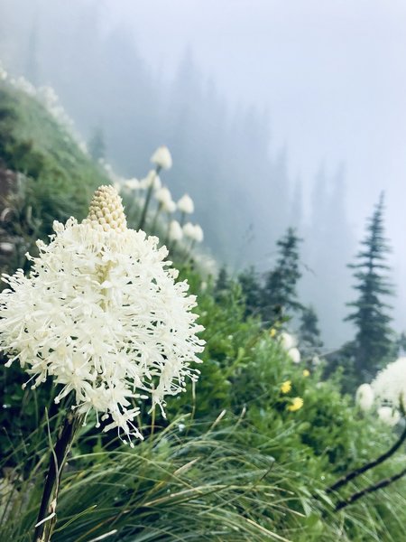 Close-up picture of a flower on a cloudy day.