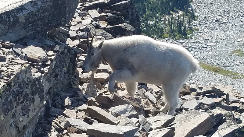 Mountain goat on summit of Scotchman Peak.