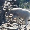 Mountain goat on summit of Scotchman Peak.